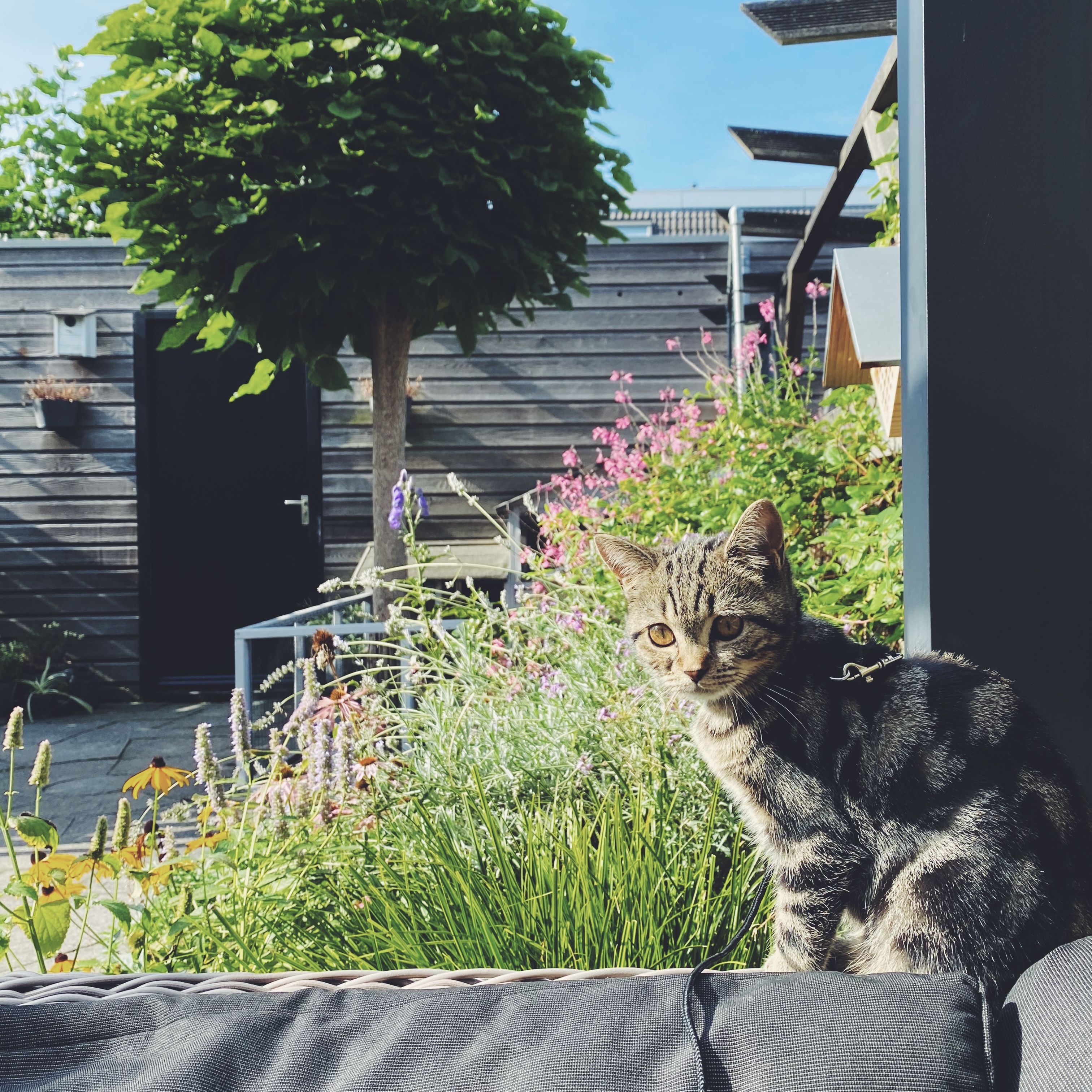 Nina in onze achtertuin, met onze mooie plantjes op de achtergrond.